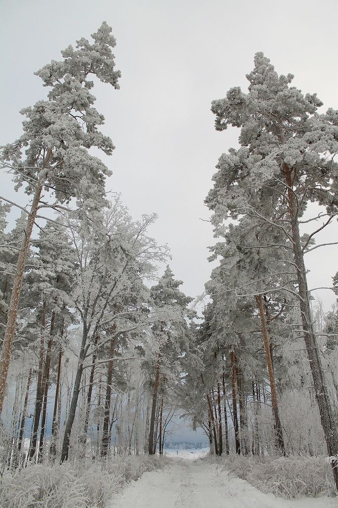 Photograph by Надежда Рахманова