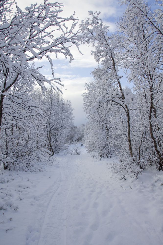 Зимняя дорожка