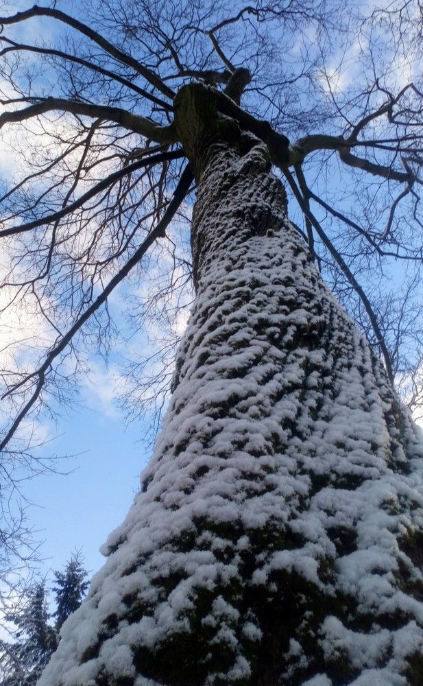 Липа вековая