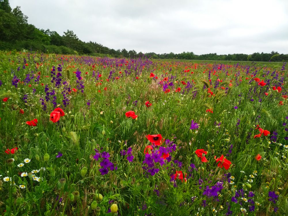 Русское поле