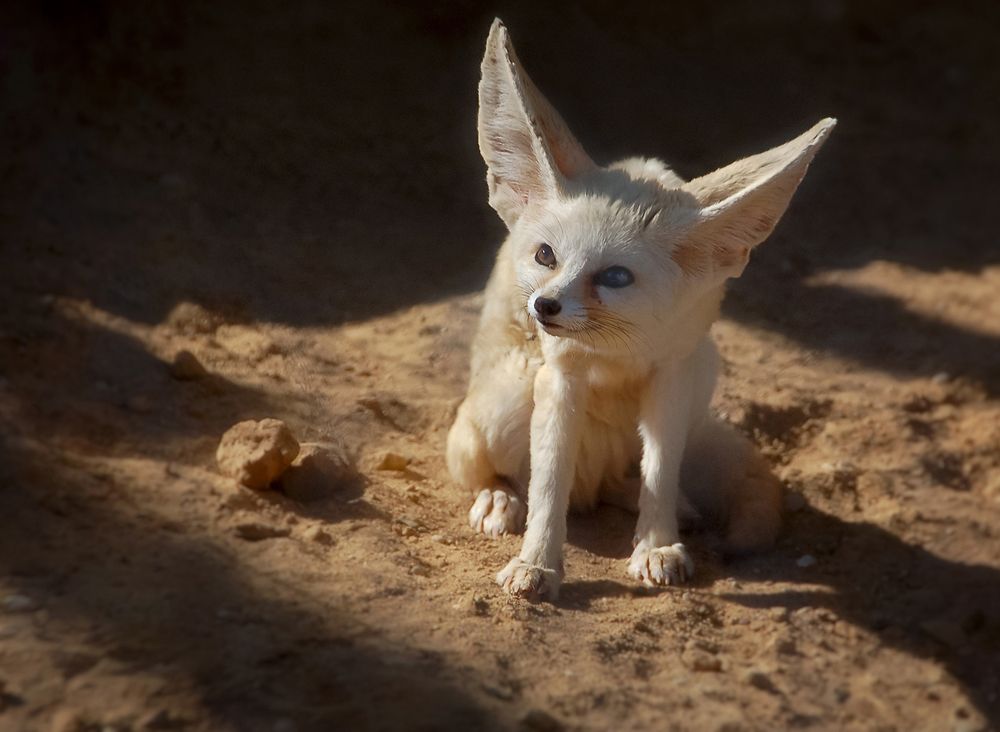 Пустынная лисичка