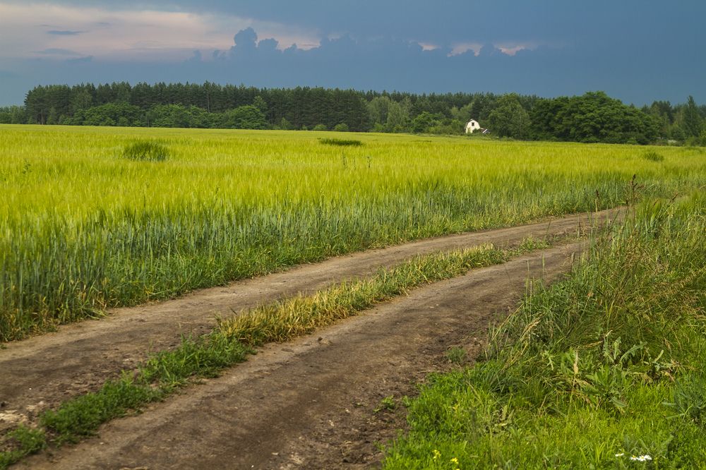 Летний пейзаж