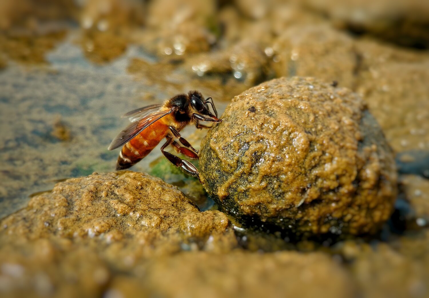Honey Bee