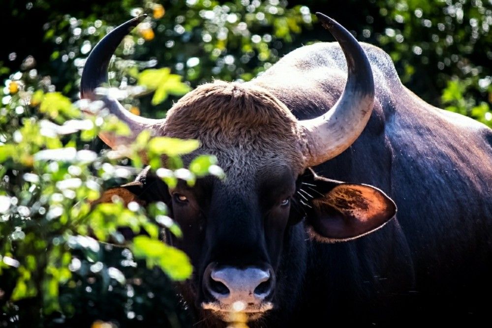 Photograph by Santhosh GVN