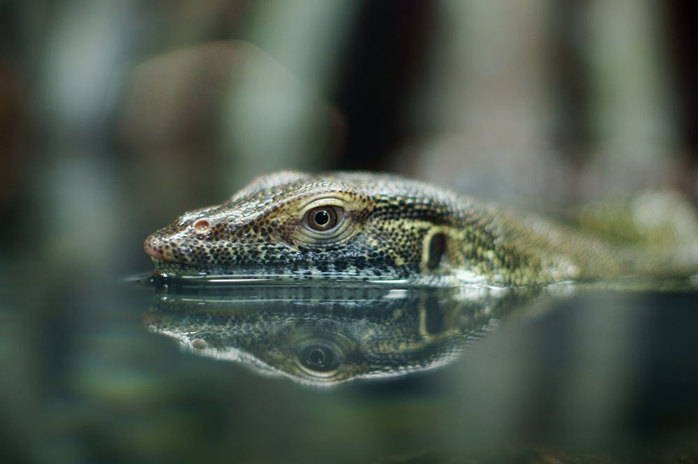 Mertens or Mertens's water monitor (Varanus mertensi)
