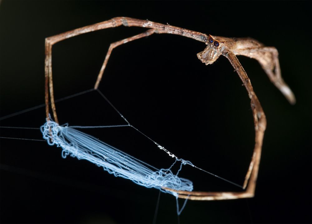 Ловец снов (Dreamcatcher)