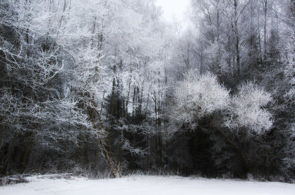 Photograph by Rasa Žičė