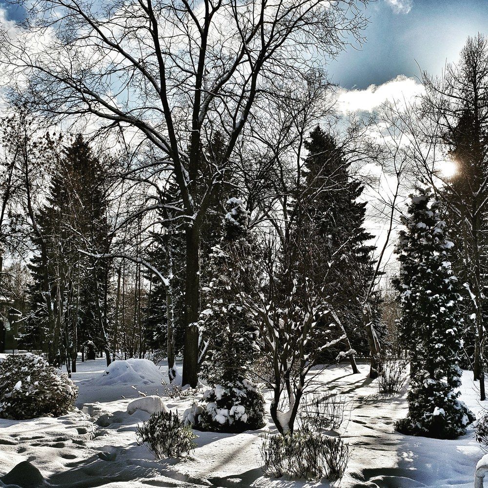 Елки в снегу