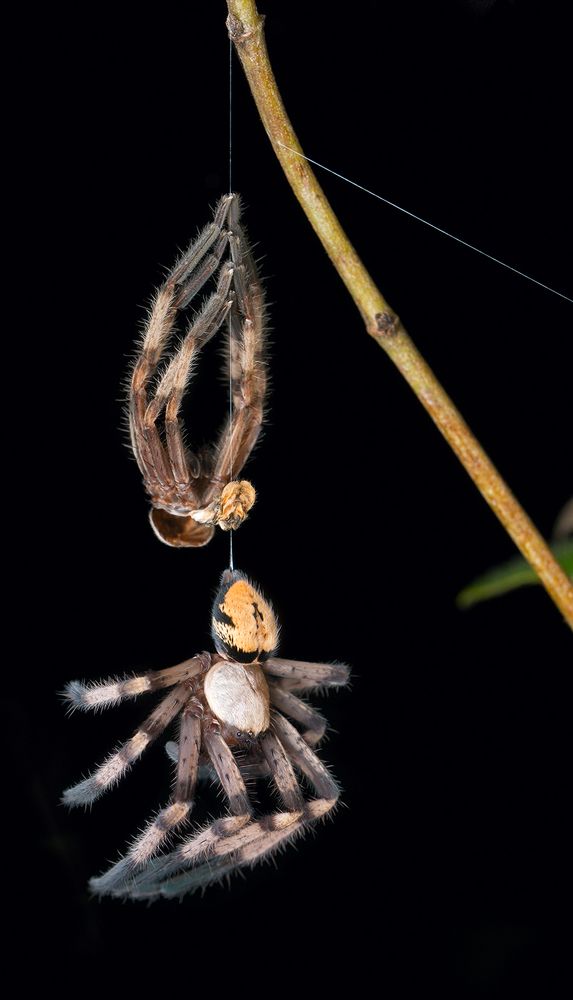 Обновленный (Renewed)