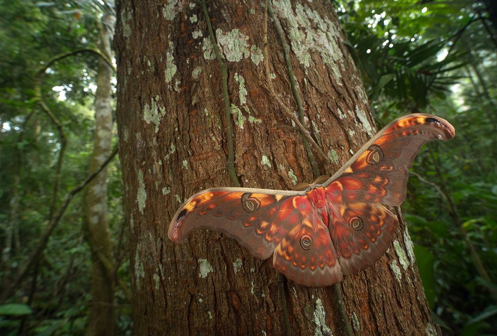 Под сенью дождевого леса (Under the shadow of rain forest)