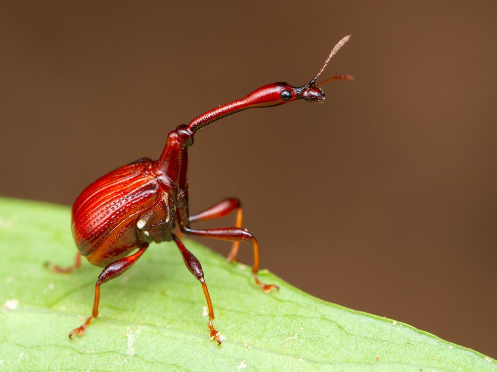 Жираф (Giraffe)