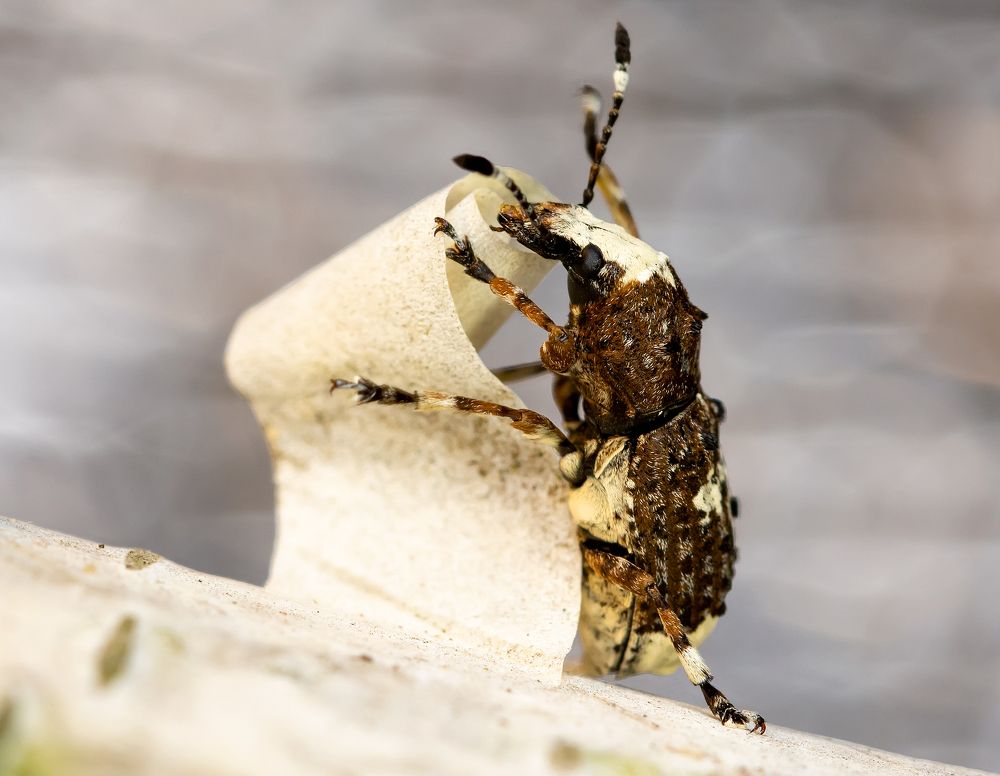 Берёзовое танго (Царский глашатай)