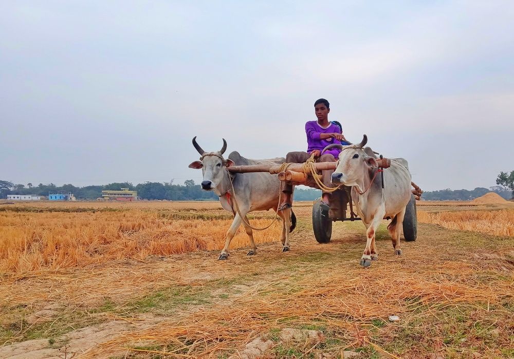 Bullock Cart
