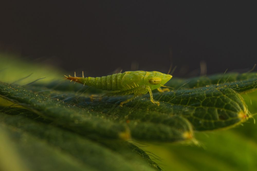 Цикадка зеленая