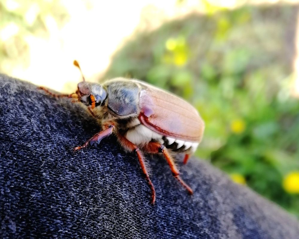 Гость на плече