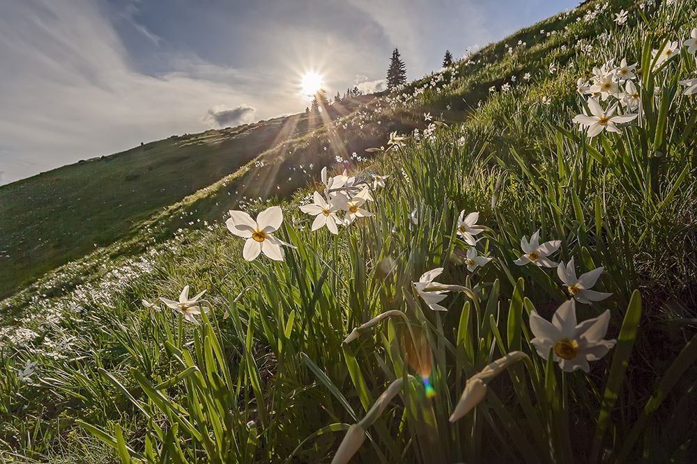 Rare flowers and flowers protected by law from national parks în Romania.