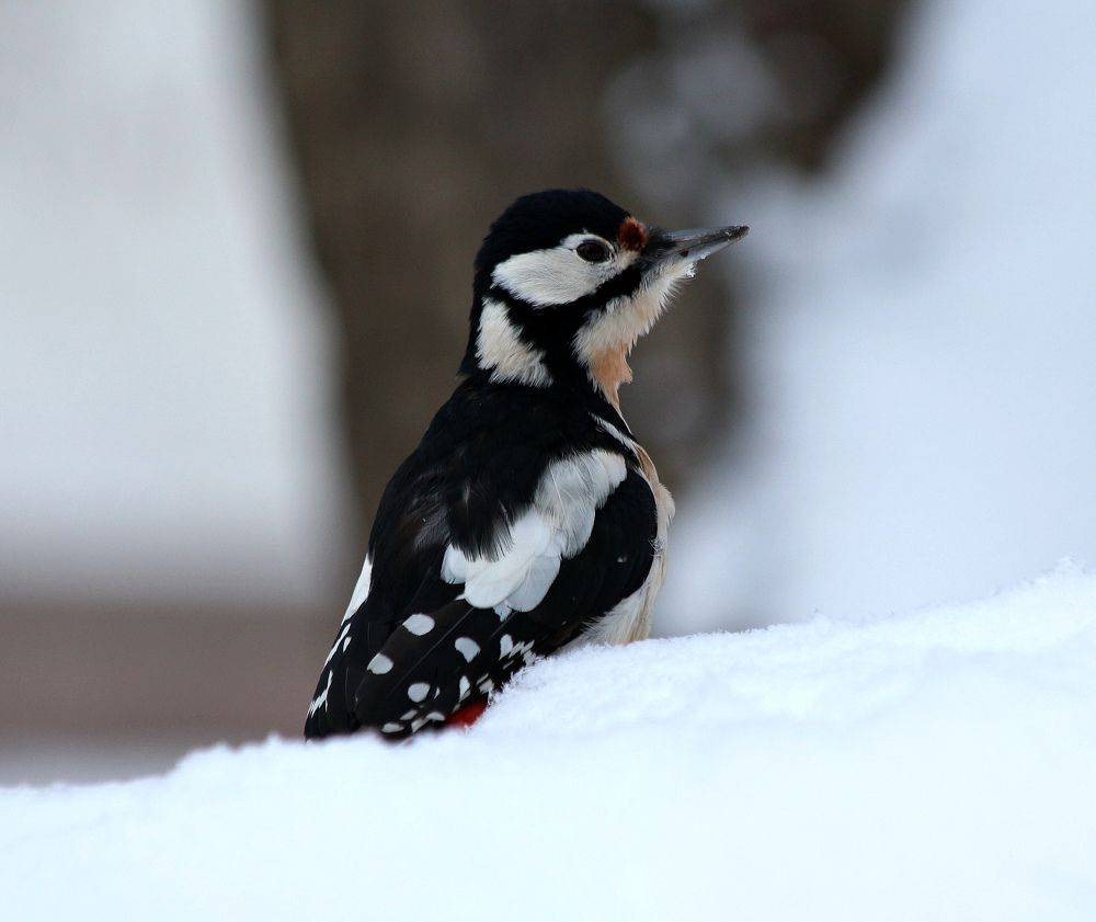Любопытный дятел.