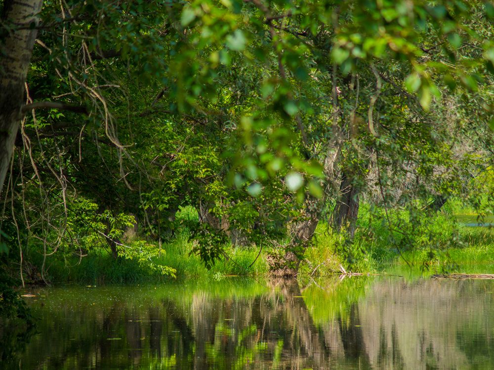 Тихая заводь
