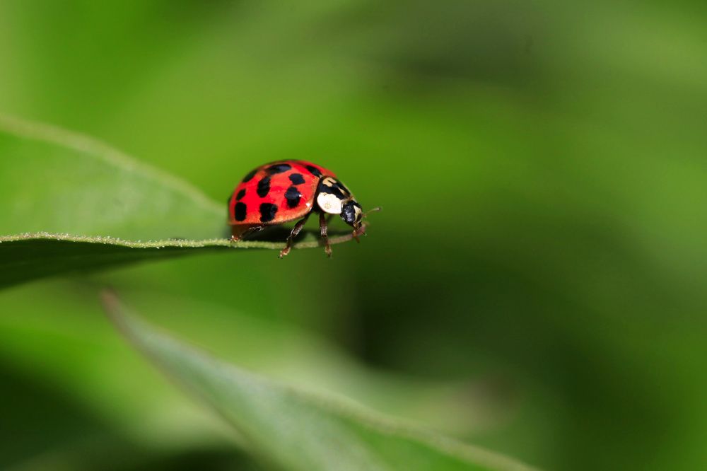 red bug