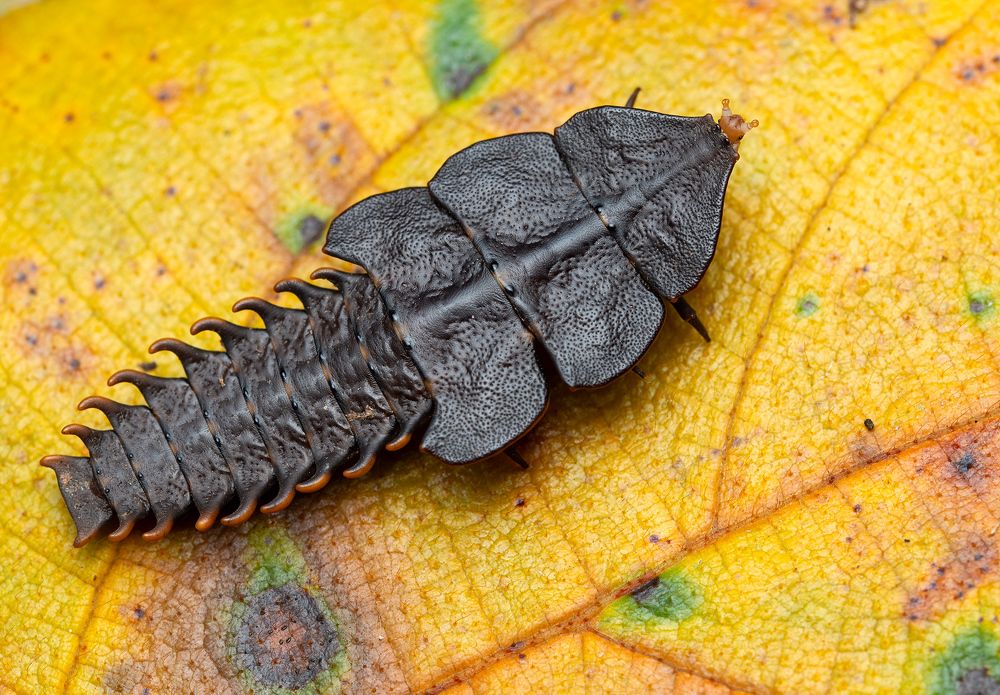 Жук-трилобит (Trilobite beatle)