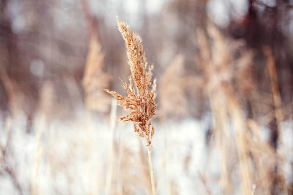 Зимняя природа