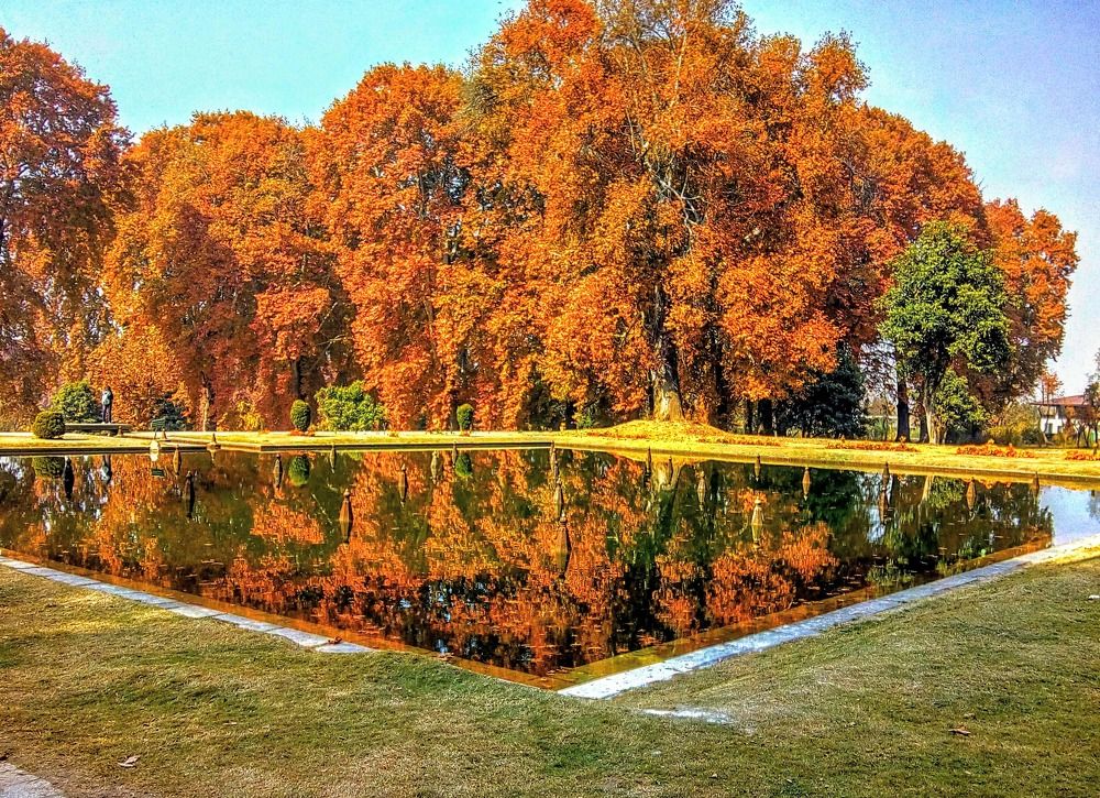 Maple Reflection