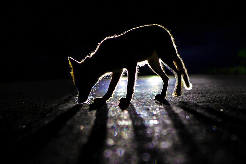 Night fox's beautiful silhouette