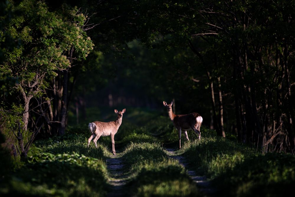 In the forest ~sunlight falling~