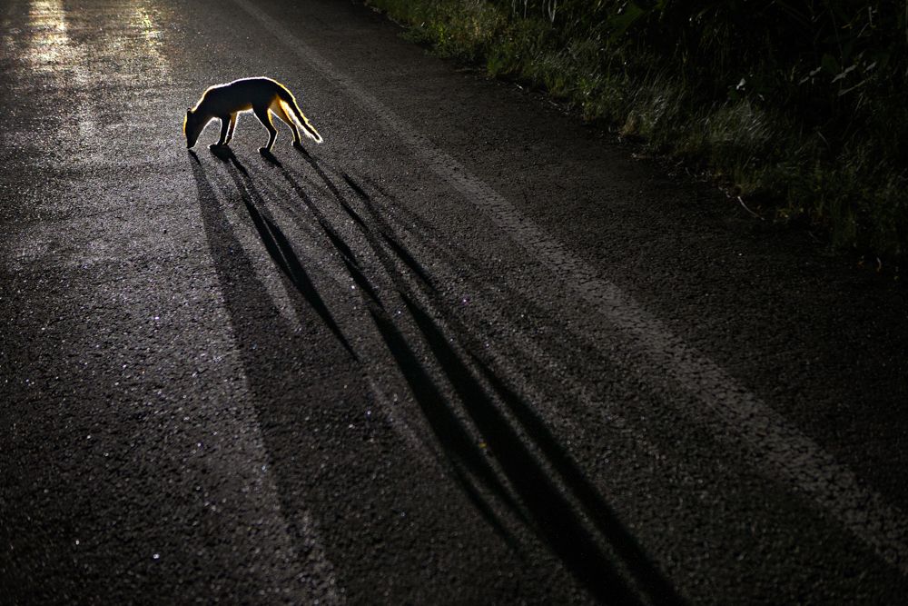 Night fox and beautiful shadow