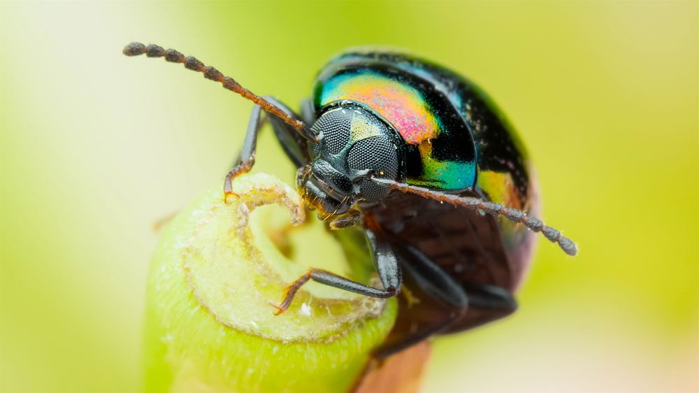Rainbow Beetle