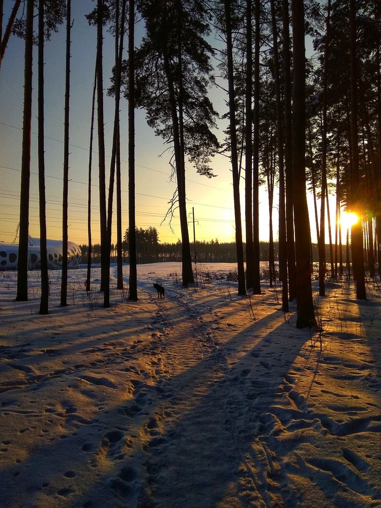 Прогулка по зимнему лесу