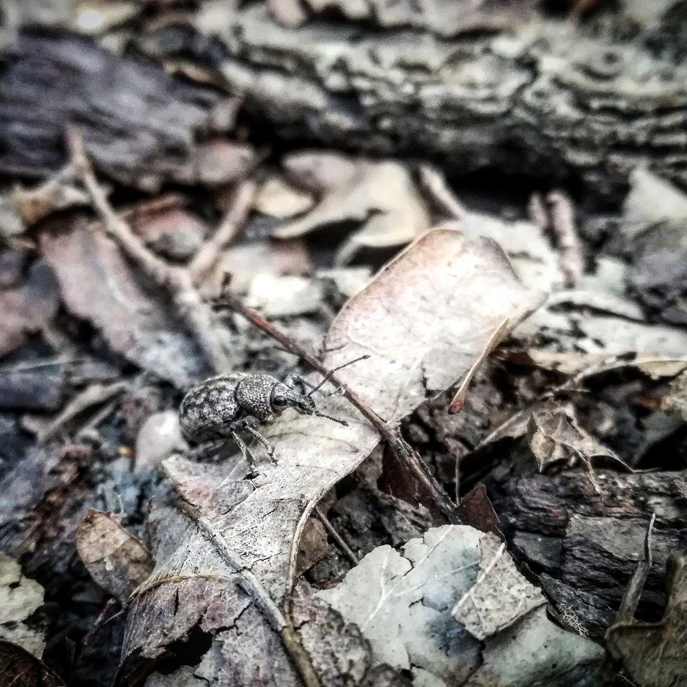 Долгоносик