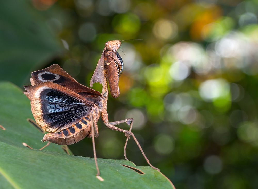 Угроза (Menace)