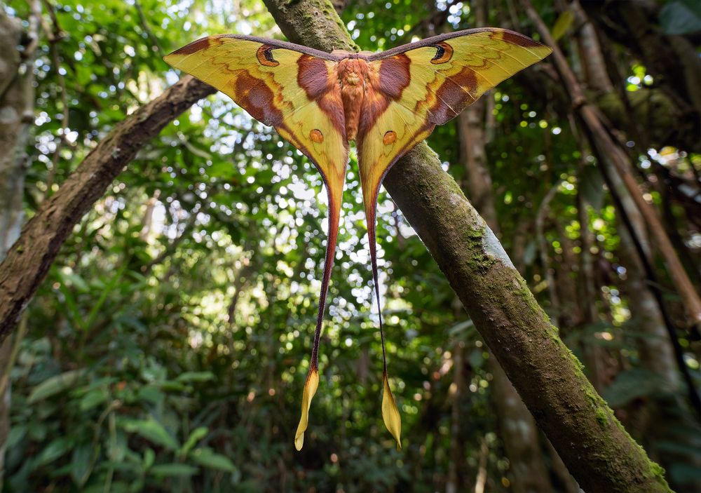 Воздушный змей (Kite)