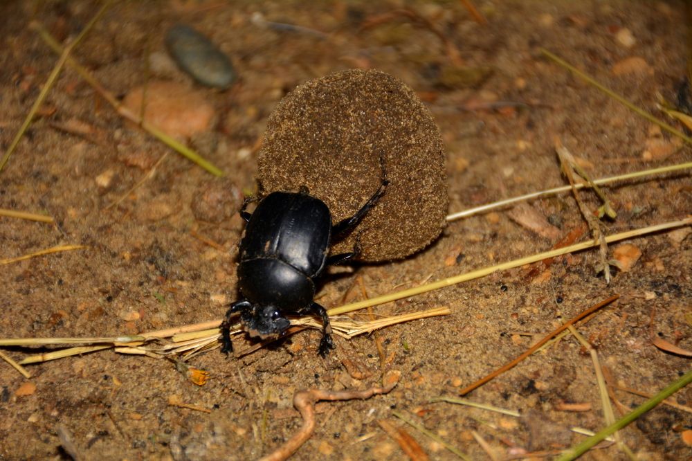 Фотография автора Елена Бракоренко