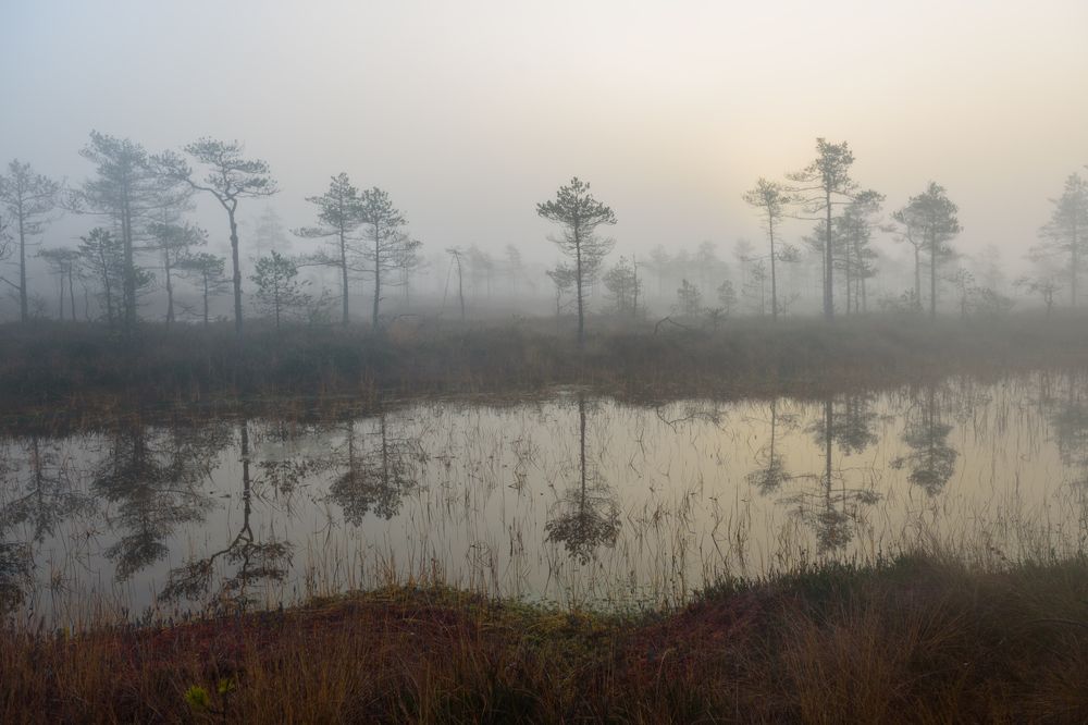 Утро на Озёрском болоте.