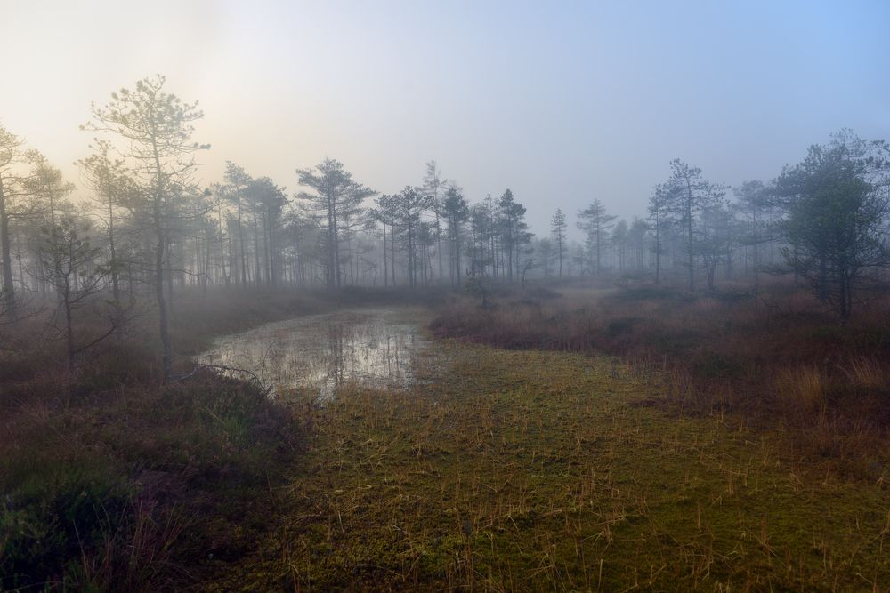 Утро на болоте в первых лучах осеннего солнца