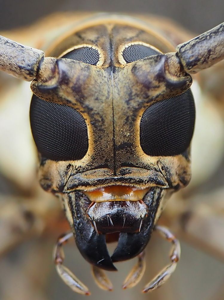 Longhorn Beetle