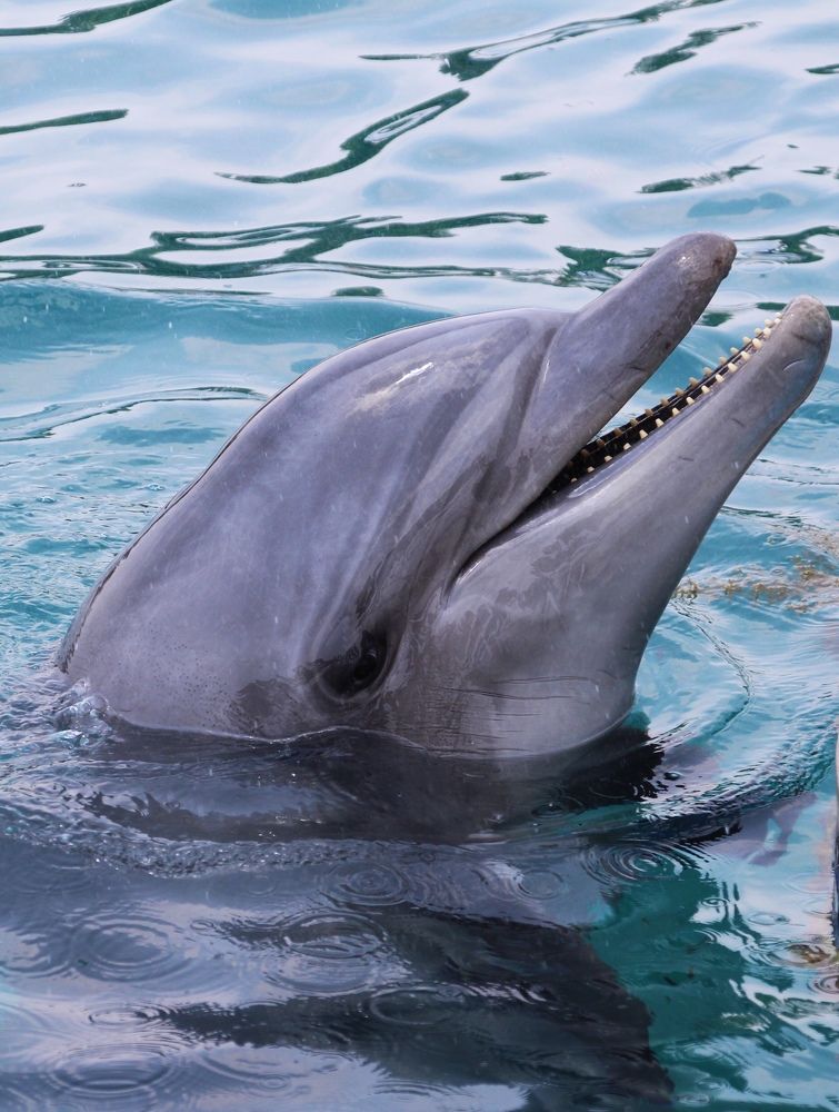 Photograph by Yelena Yakubov