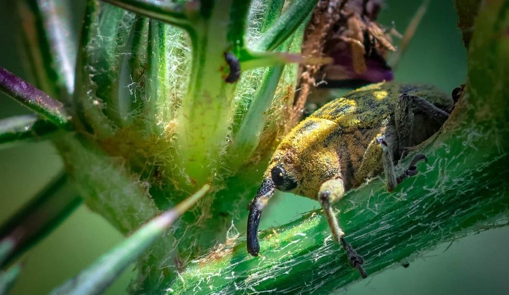 Долгоносик