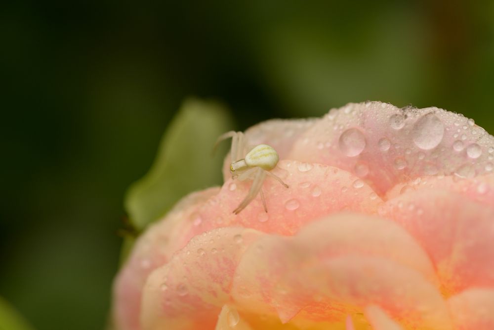 Паучок и роза в росе.