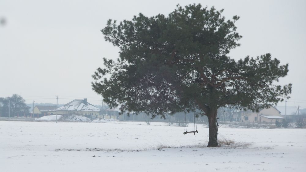 Одинокое дерево