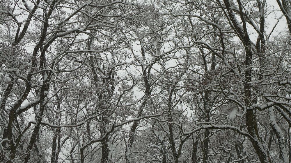 Черемуха в снегу