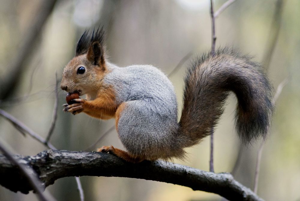 Photograph by Виктор Печищев