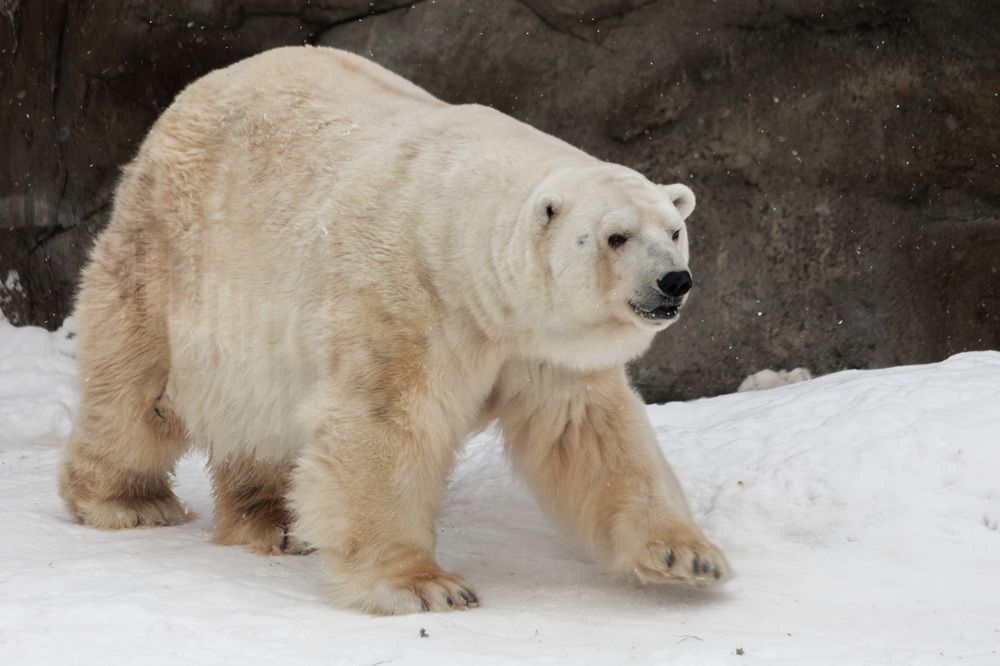 Белый полярный медведь