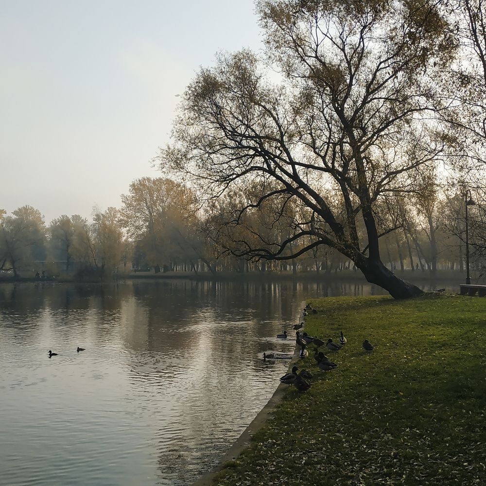 Утро в парке