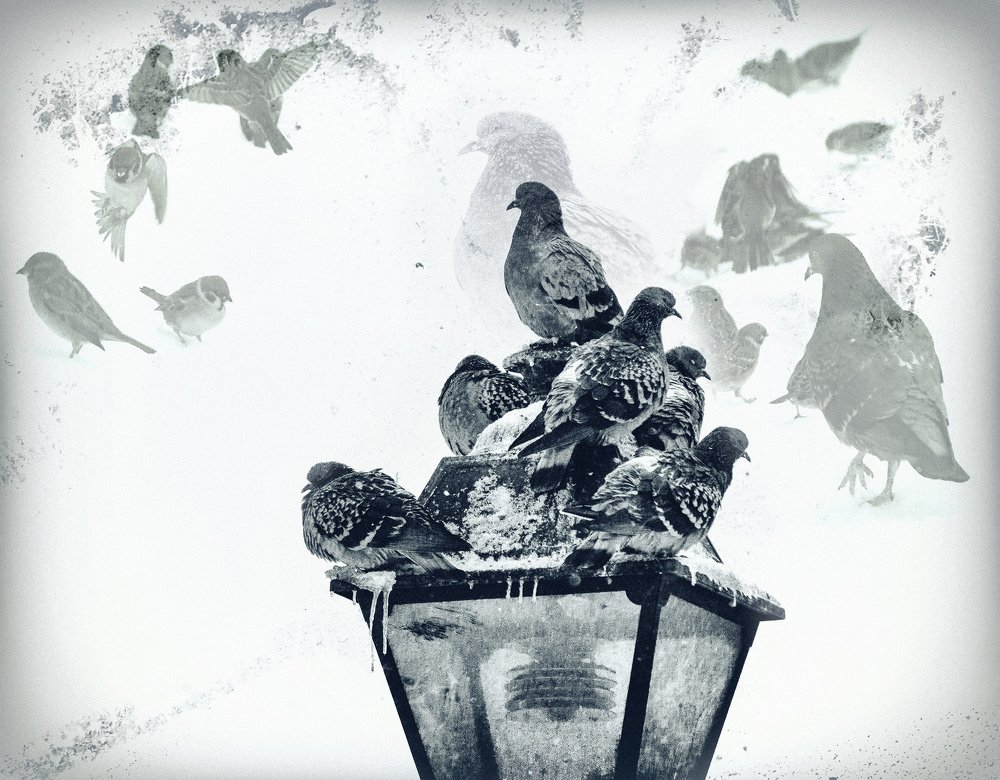 Пернатые сны