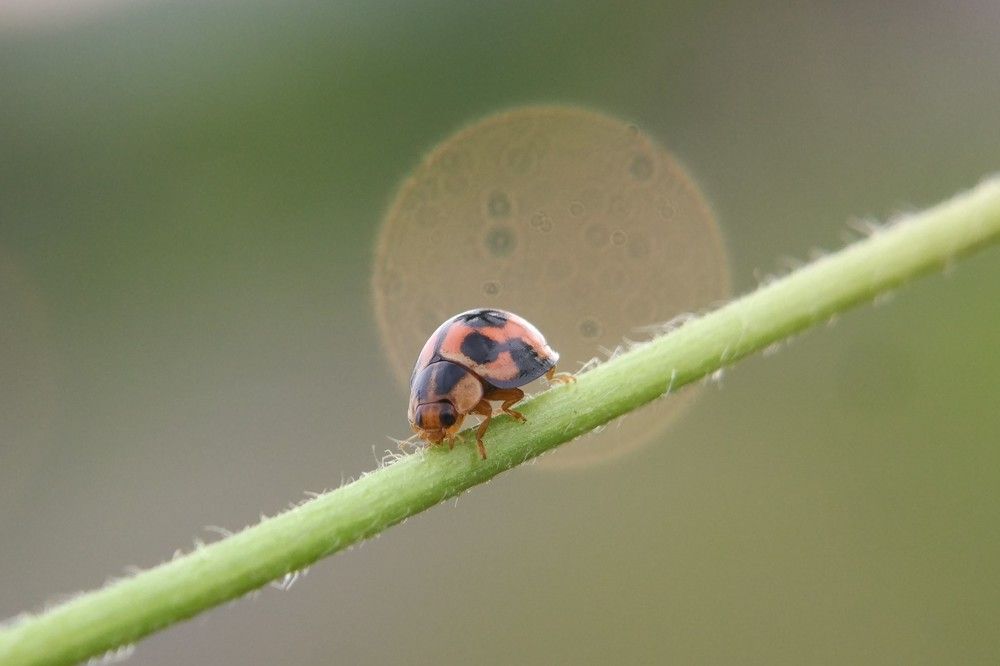 lady bug