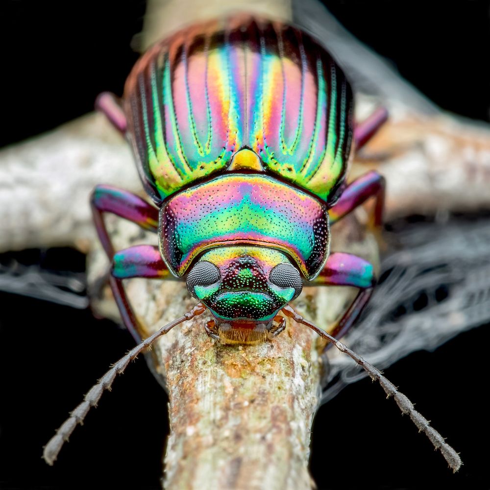 Rainbow Beetle Face2Face