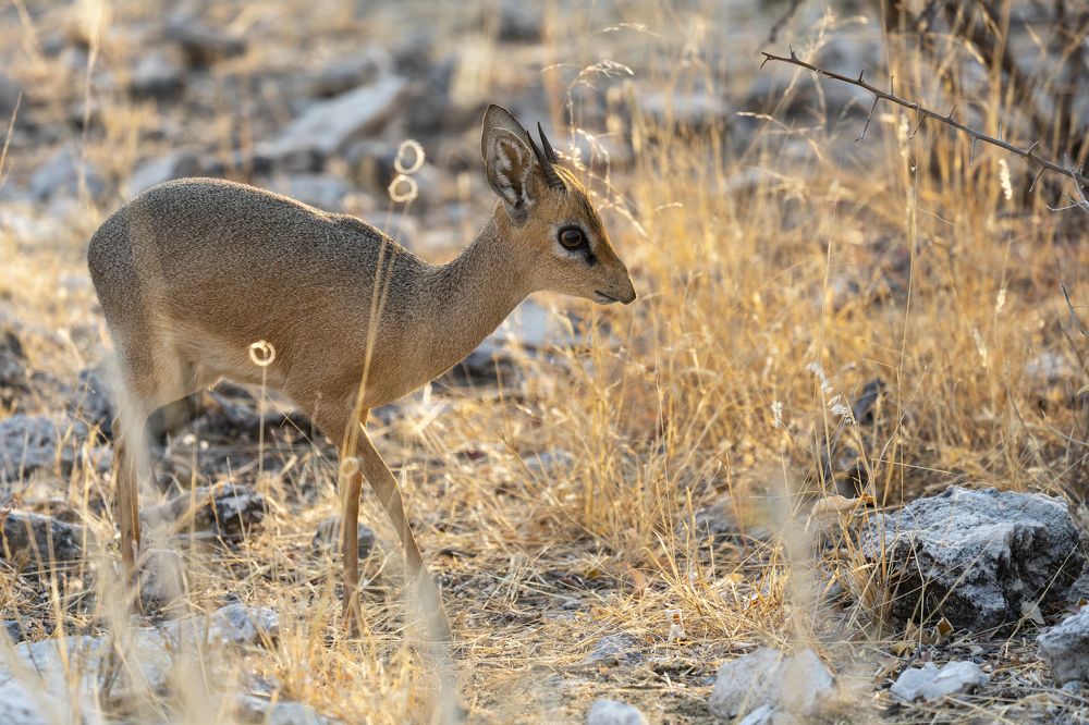 What's for Breakfast